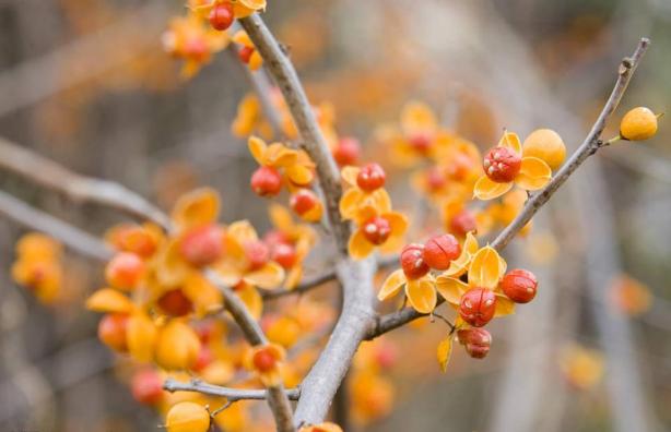 南蛇藤妙用,南蛇藤有何用