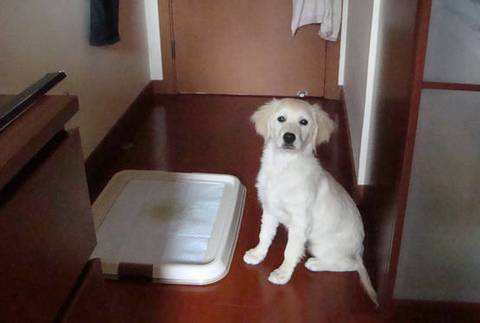 狗狗到处拉便便怎么办,狗狗怎么解决拉屎问题