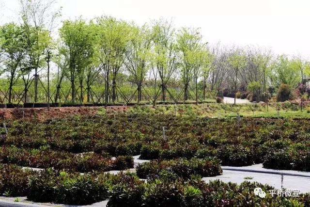 平桥美丽乡村,平桥区漂亮乡村