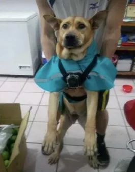 偷看客人吃东西被发现，阿汪秒变无辜脸：我来陪爸爸买酱油的...