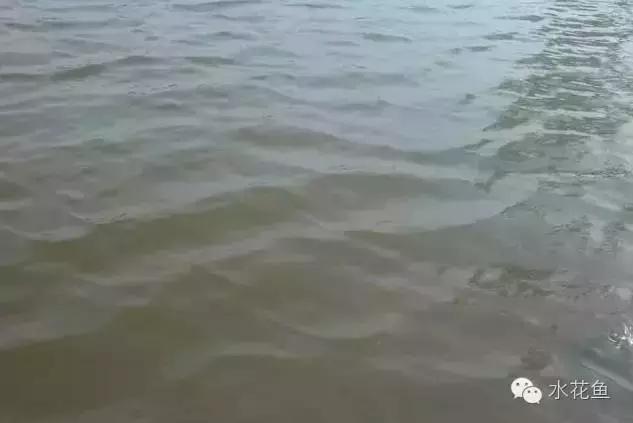 水体透明度与水质调节