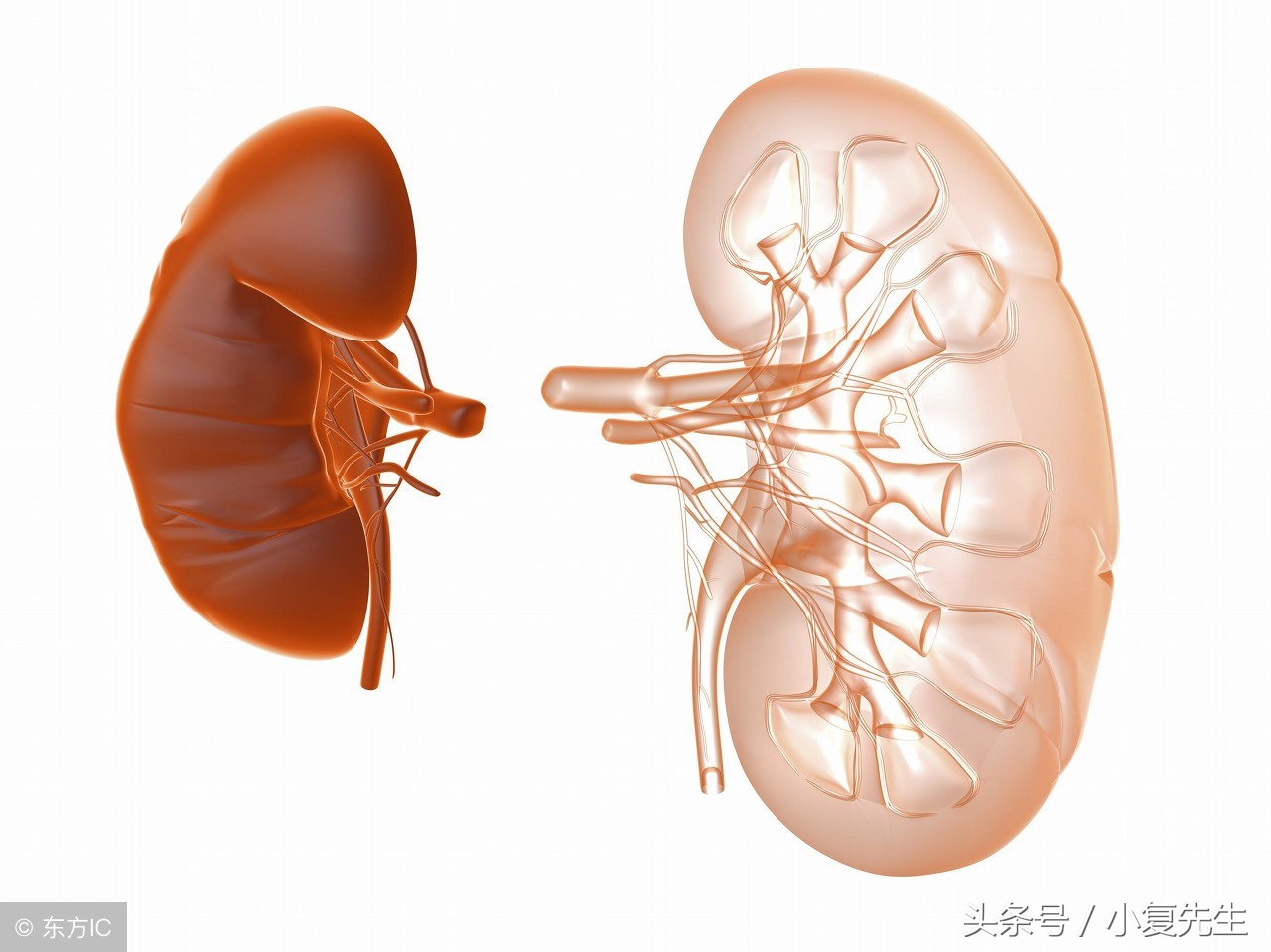 肾衰竭三期如何治疗,为什么肾衰竭都是双肾衰竭