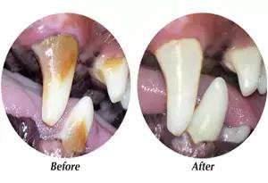 泰迪狗狗口臭用什么最见效,老年狗狗口臭是什么原因