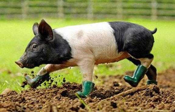 猪弓形体病最佳治疗方法,猪弓形体病的症状及治疗方法