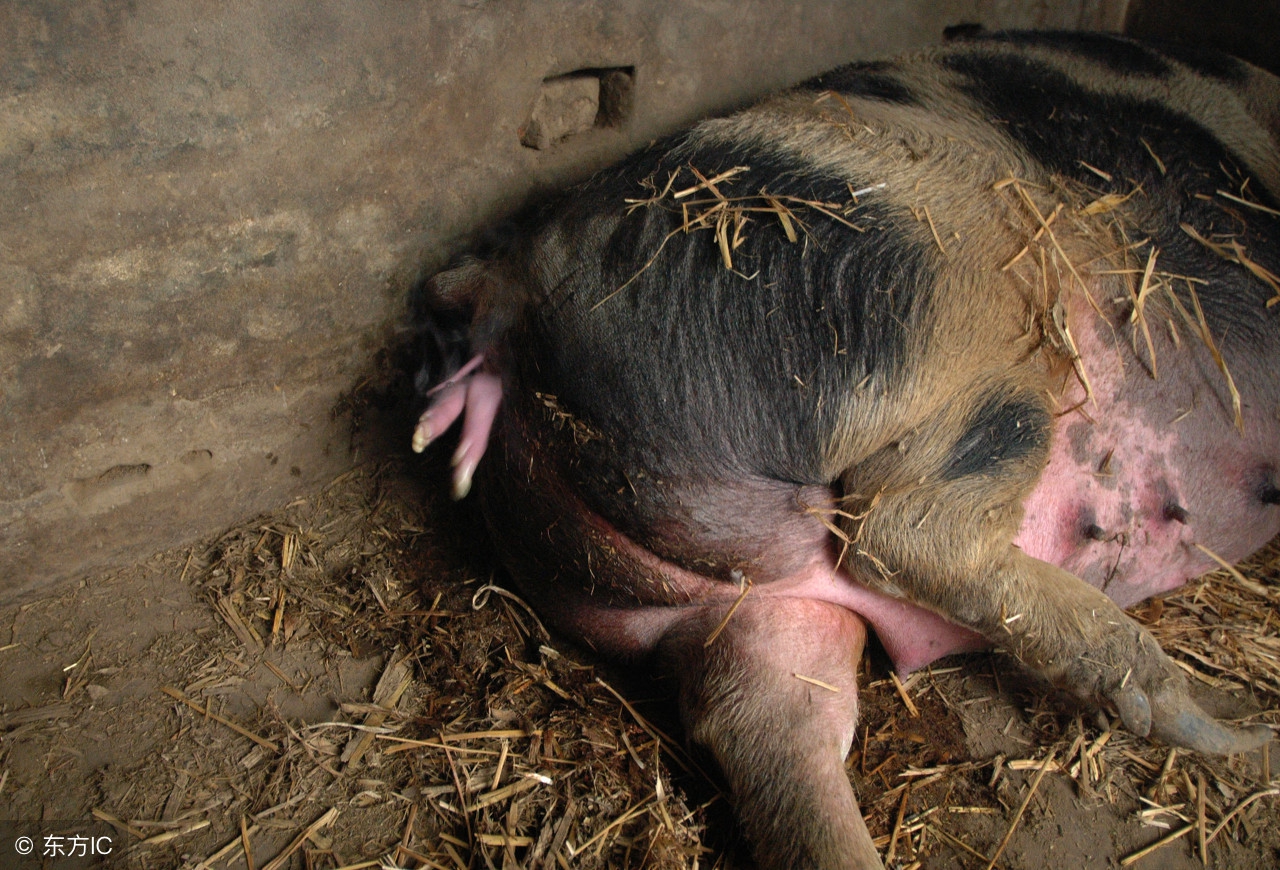 母猪产子缩宫素什么时候用最好,母猪产前打了缩宫素该怎么弄