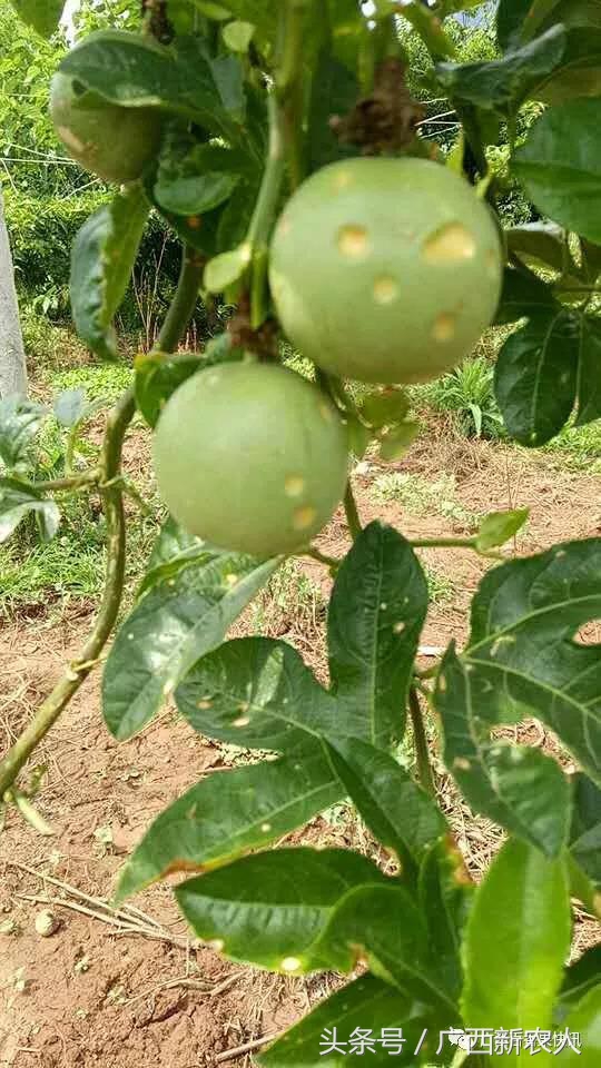 百香果病害图谱及防治,百香果果实病毒病图谱及防治