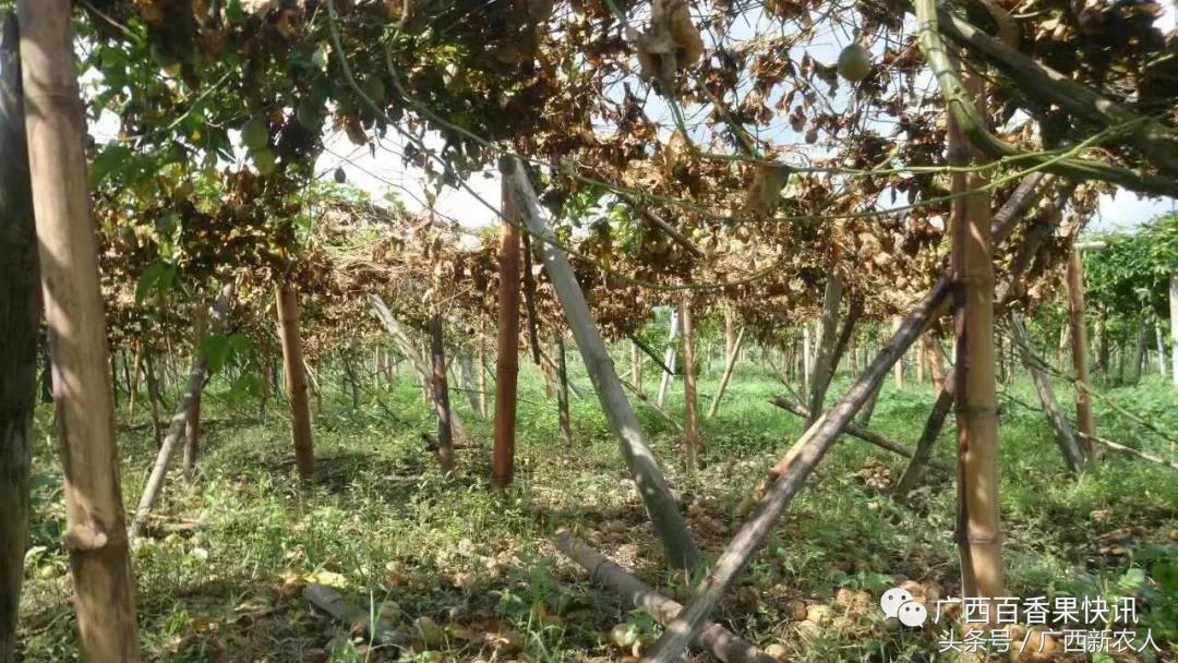 百香果病害图谱及防治,百香果果实病毒病图谱及防治