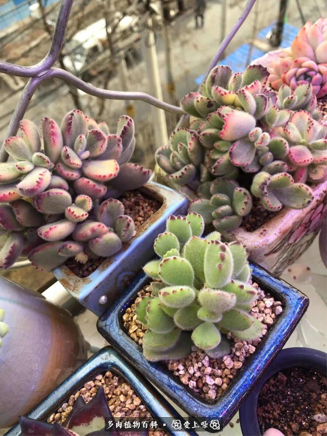 没阳光的多肉也如此迷人,不需要很多阳光的多肉