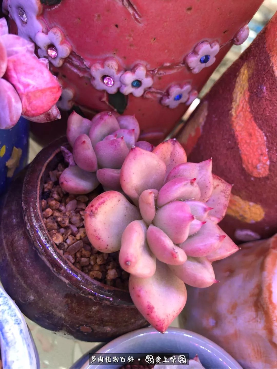 没阳光的多肉也如此迷人,不需要很多阳光的多肉