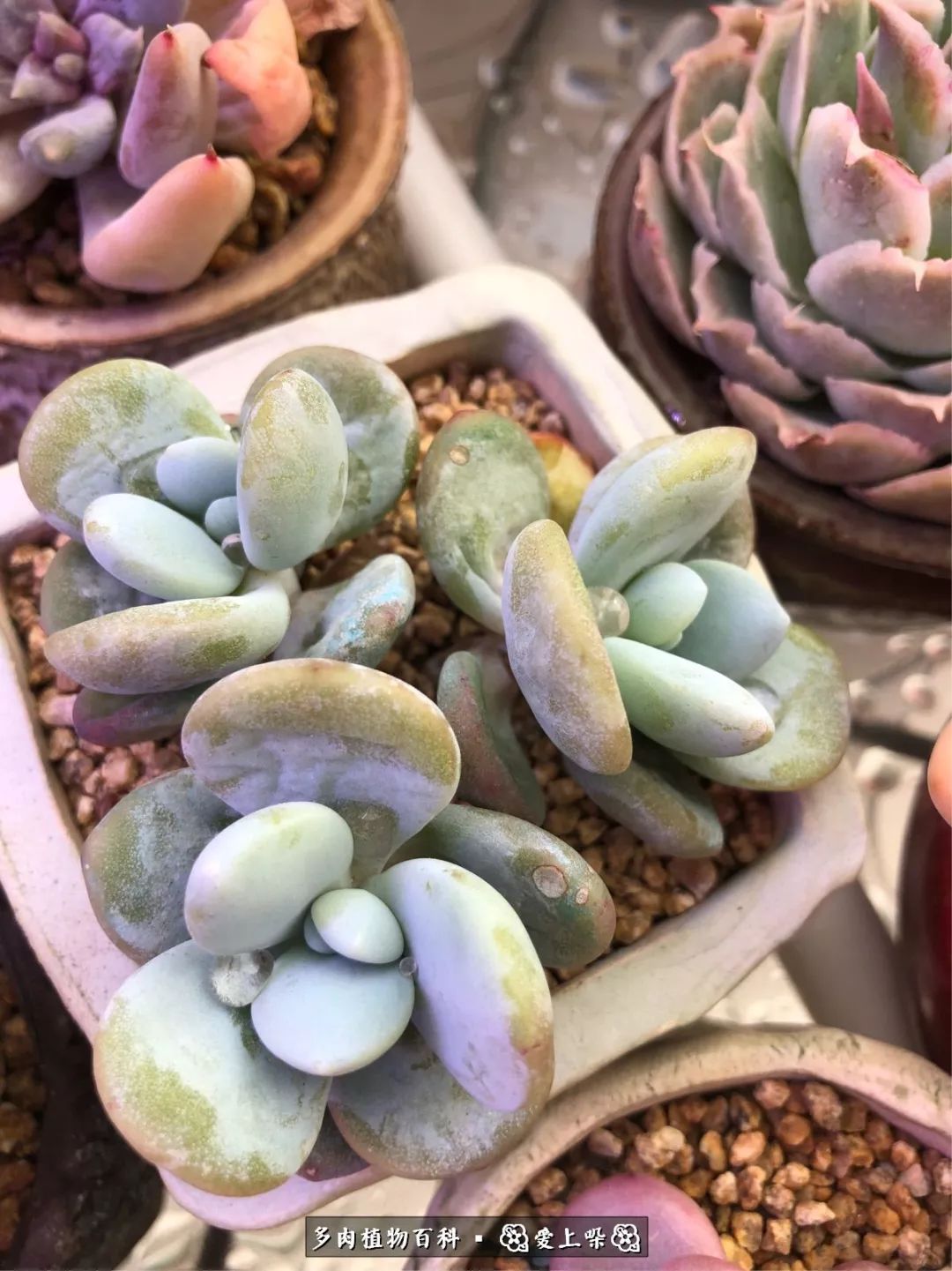 没阳光的多肉也如此迷人,不需要很多阳光的多肉