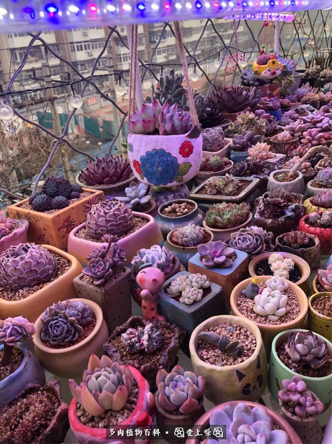 没阳光的多肉也如此迷人,不需要很多阳光的多肉