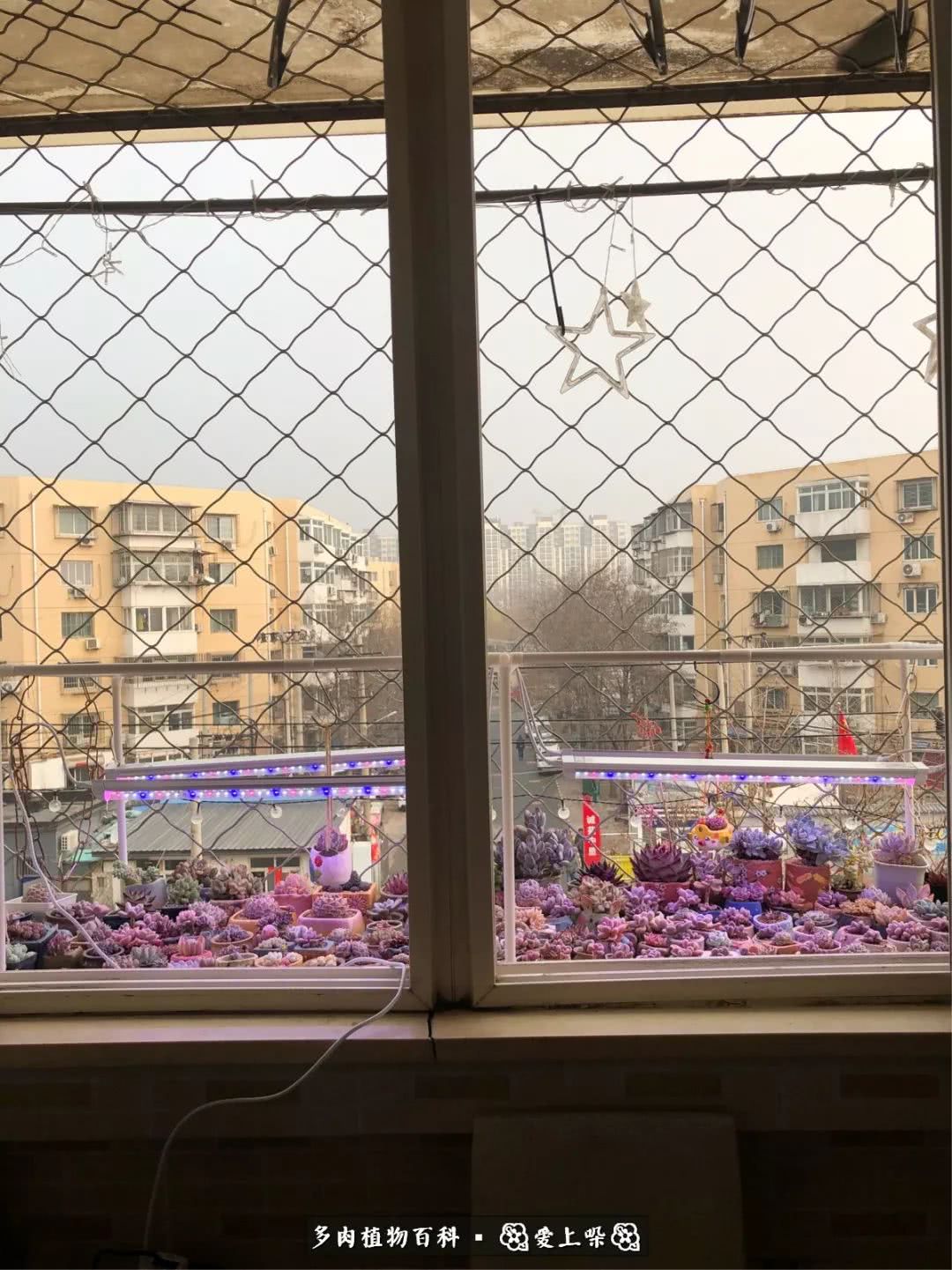 没阳光的多肉也如此迷人,不需要很多阳光的多肉