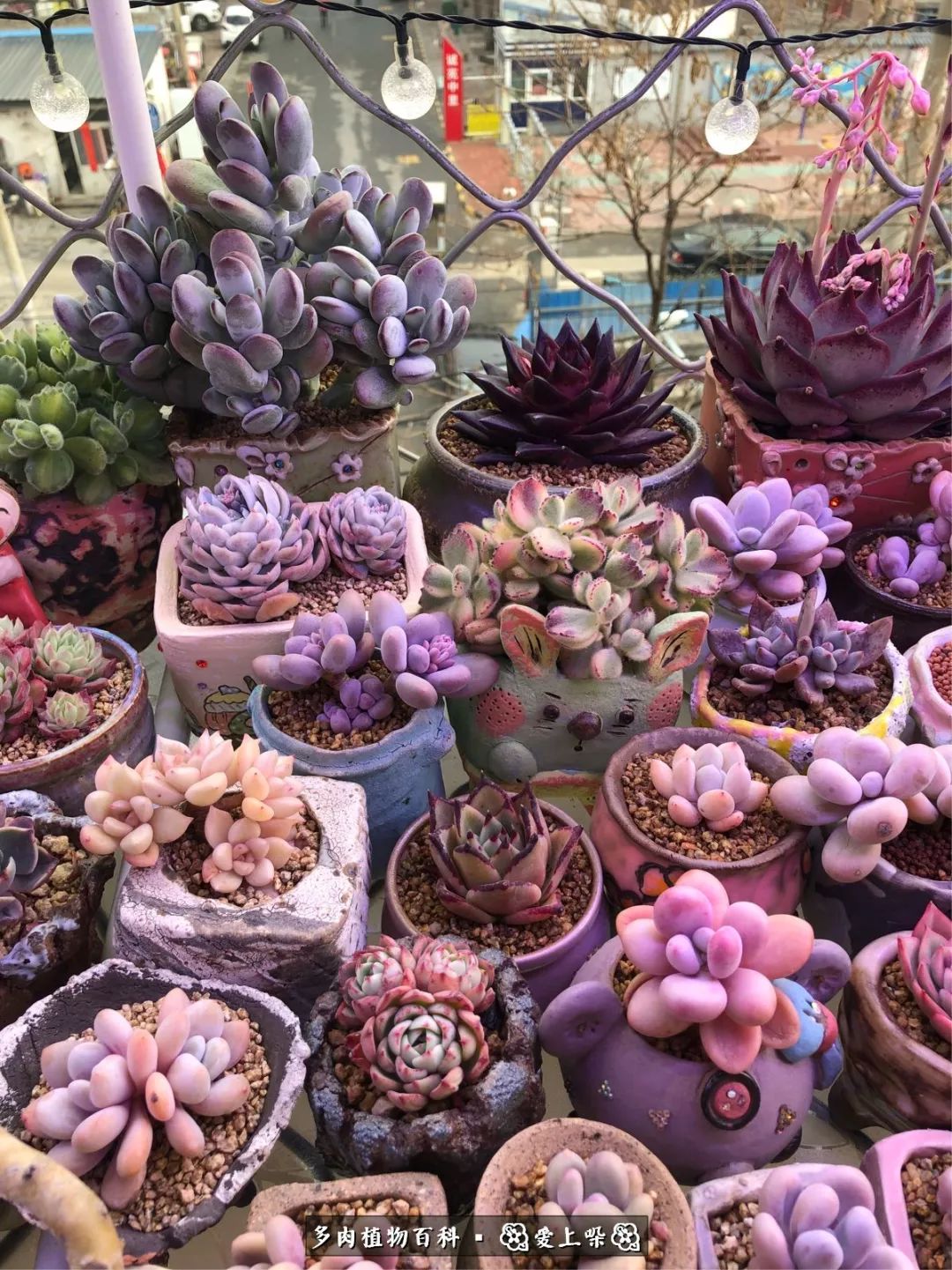 没阳光的多肉也如此迷人,不需要很多阳光的多肉