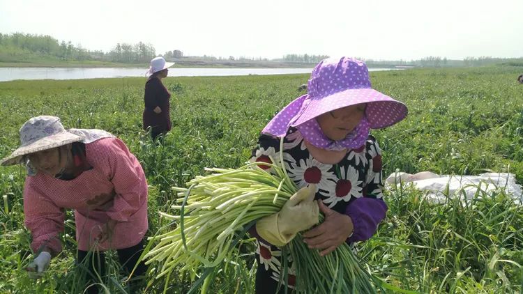 抽了蒜苔卖蒜苗,抽出来的蒜苔好短