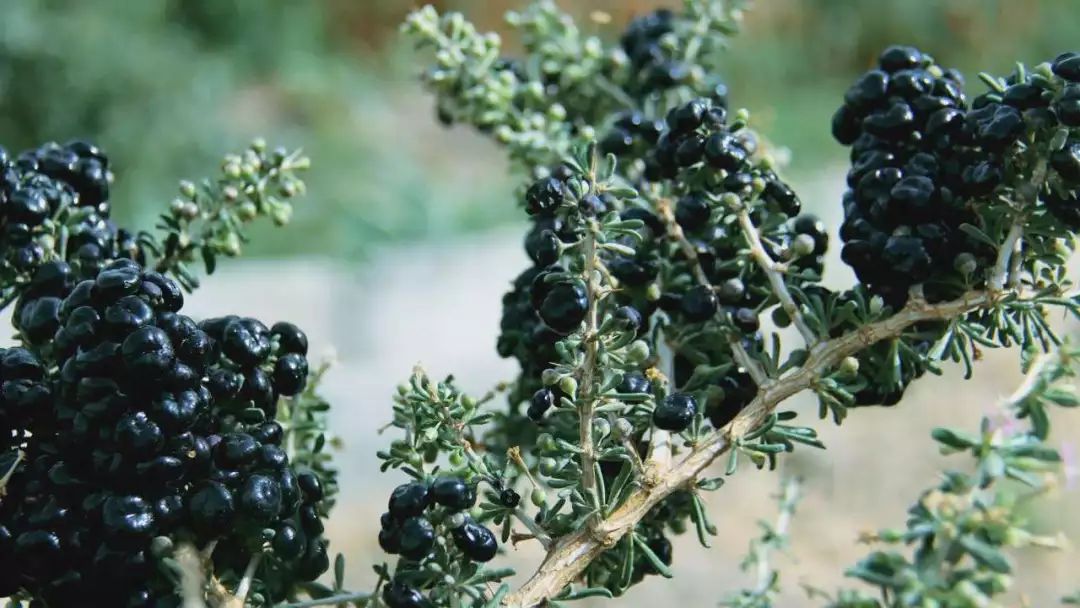 黑枸杞适宜什么样的人吃,黑枸杞都适合啥样人群吃