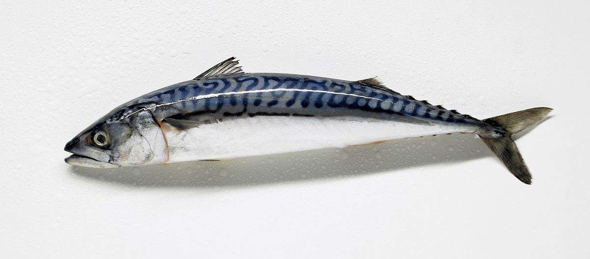 日式料理四种鱼,日本料理一般有哪些鱼