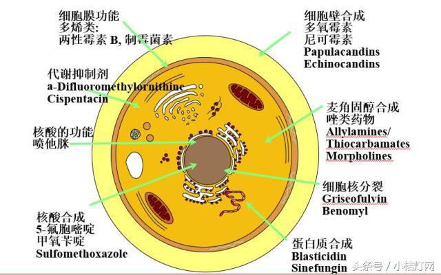 真菌微生物国标检测方法,微生物真菌检验