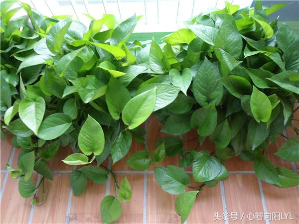 让绿萝起死回生的正确方法,绿萝怎么养才不会死掉
