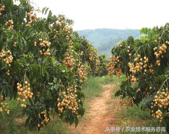 十种紧缺果树排名,果树病害分类