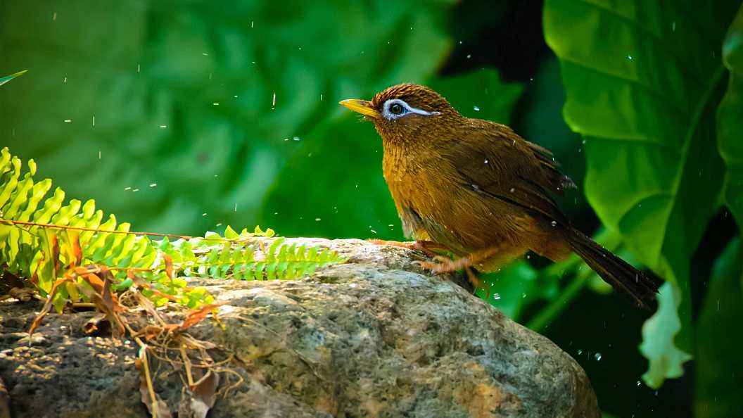 画眉鸟不洗澡怎么解决,画眉鸟不爱洗澡怎么办呢