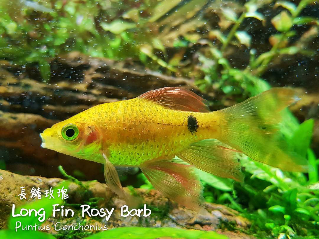 观赏鱼热带鱼品种,热带鱼品种太多认不清