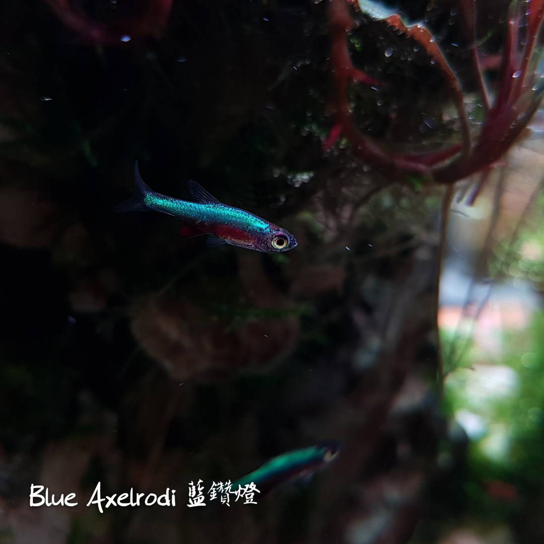 观赏鱼热带鱼品种,热带鱼品种太多认不清