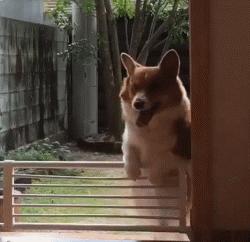 柯基大长腿和小短腿日常,别看柯基小小的脾气可不得了