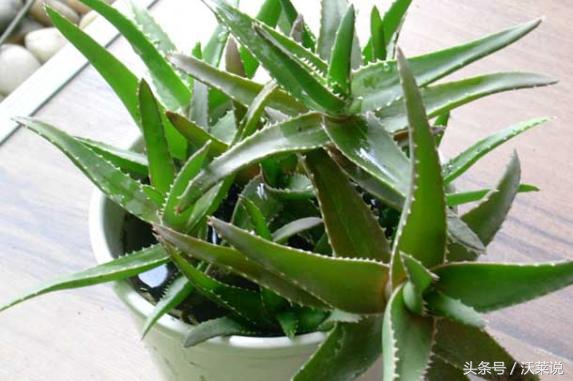 适合盆栽的药草,花园里的木本植物