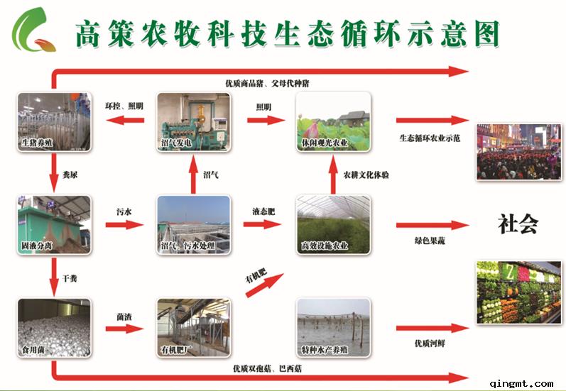 江苏高策农牧猪场母猪舍,寻找最美猪场