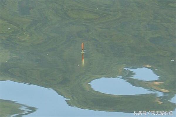 应对小杂鱼闹窝,对付杂鱼多的方法