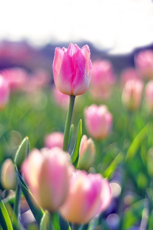 爱意满满郁金香,郁金香表达爱意文案