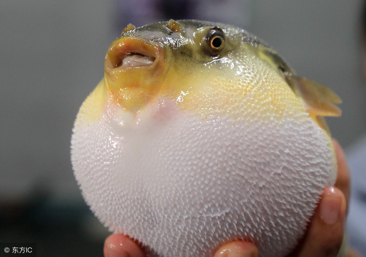 春江水暖鸭先知节气,春江水暖鸭先知是哪个季节