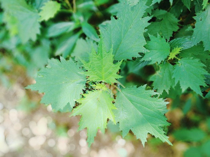 九溪虽小你却没用心体验过,别有一方风味