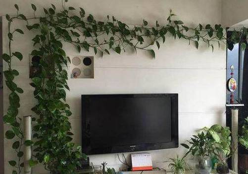 怎样养绿萝才能茂盛视频,屋内绿萝怎么养比较茂盛