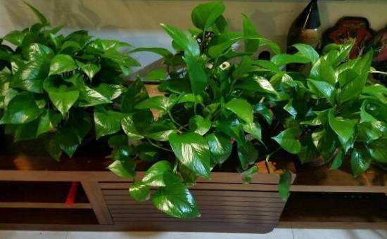 怎样养绿萝才能茂盛视频,屋内绿萝怎么养比较茂盛