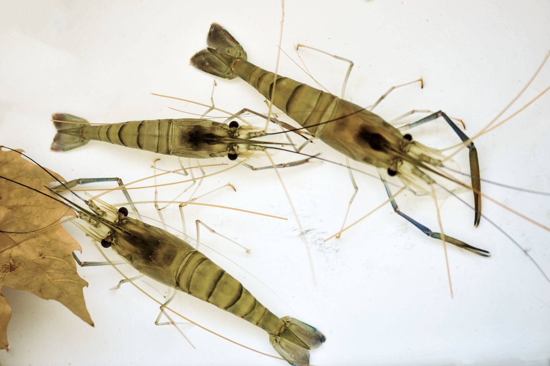 青虾怎样饲养鱼缸,饲养青虾王