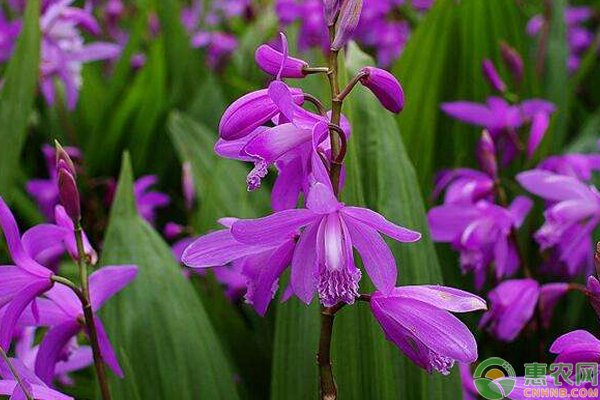 野生草药白芨的功效与作用,民间草药白芨图片及功效