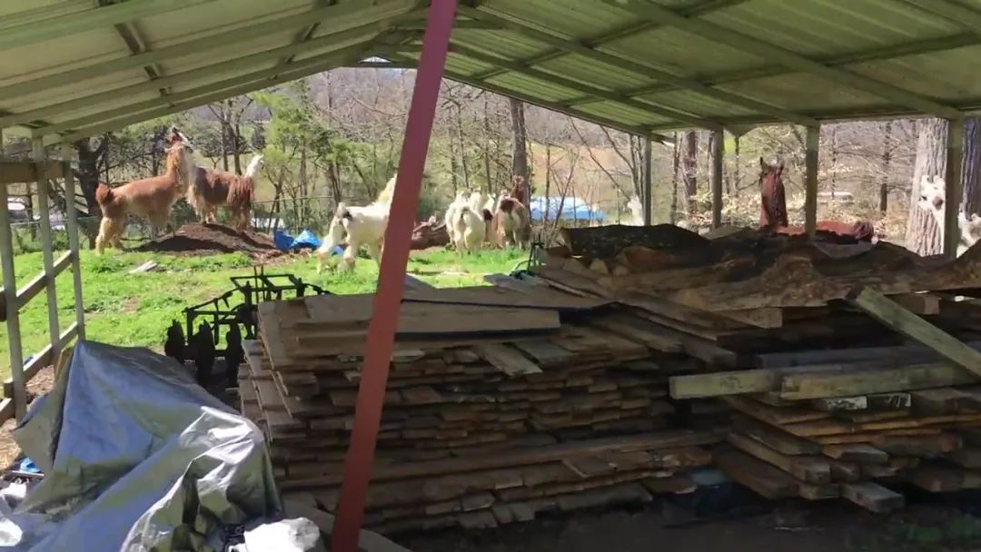 狗狗误闯300米,狗狗误闯鹿群