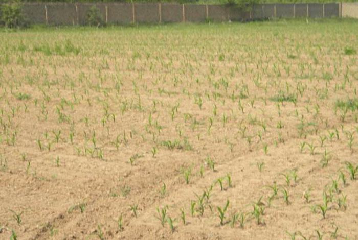 玉米播种出苗后，苗情有大有小有高有低，该怎么避免？