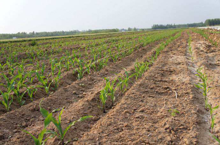 玉米播种出苗后，苗情有大有小有高有低，该怎么避免？