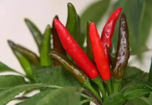 12种最值钱的椒,世界上十种最好的辣椒