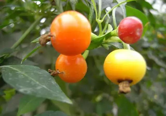 12种最值钱的椒,世界上十种最好的辣椒