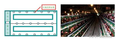 标准化笼养鸡舍图纸,标准鸡舍的规范图纸