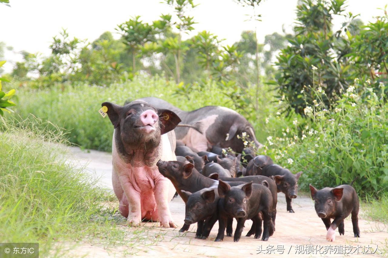 母猪流产得了什么病该怎么治,母猪流产原因汇总