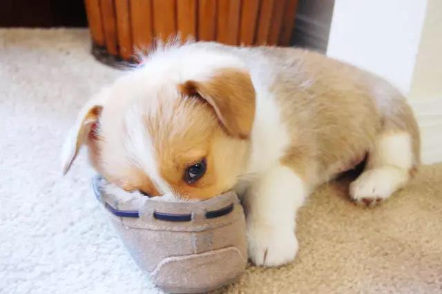 干货狗狗喂养知识合集,新手训练狗狗要用什么零食