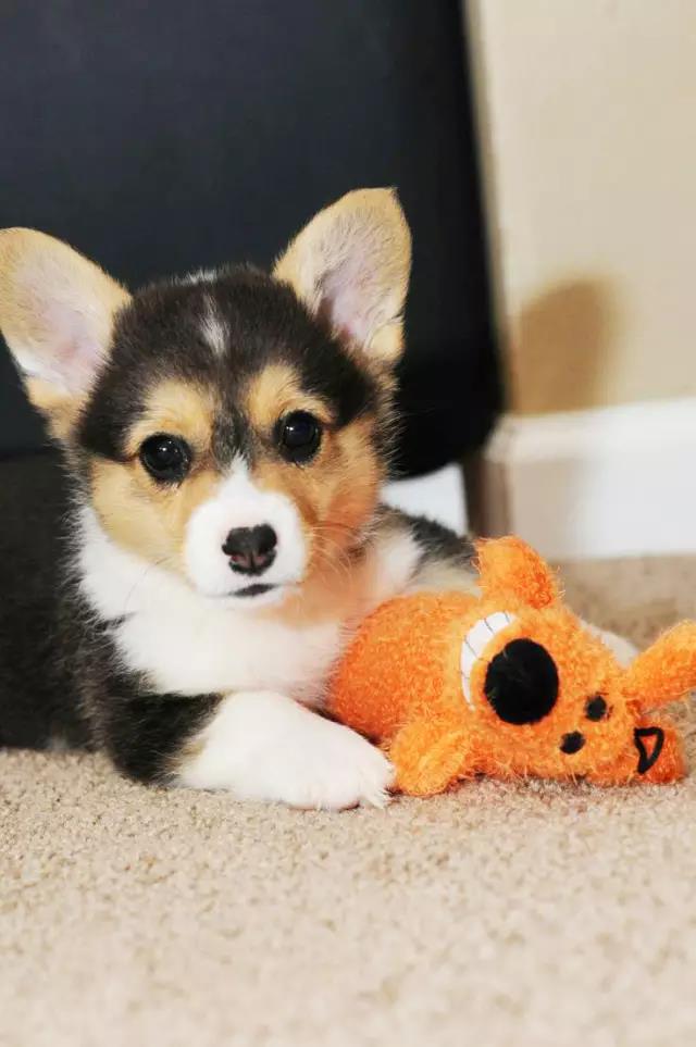 干货狗狗喂养知识合集,新手训练狗狗要用什么零食