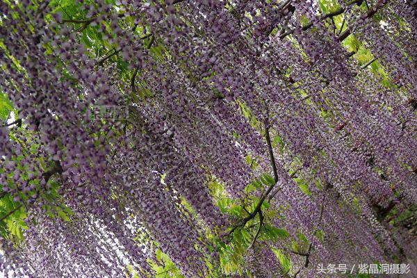 上海古藤园紫藤花是否开了,中国最大的紫藤园