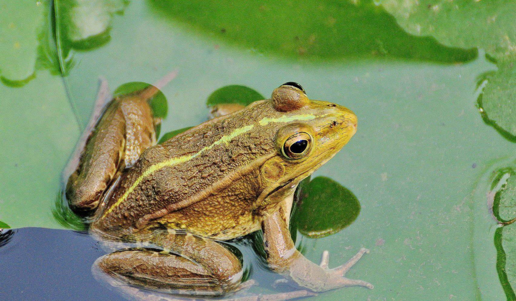 野钓黑鱼方法,野钓黑鱼技巧和方法