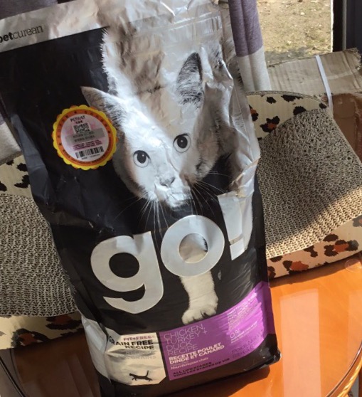 一份猫粮搞定五只小奶猫,一公斤猫粮多少钱