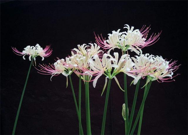 孕期室内不能养什么花和植物,什么花适合室内养对孕妇好